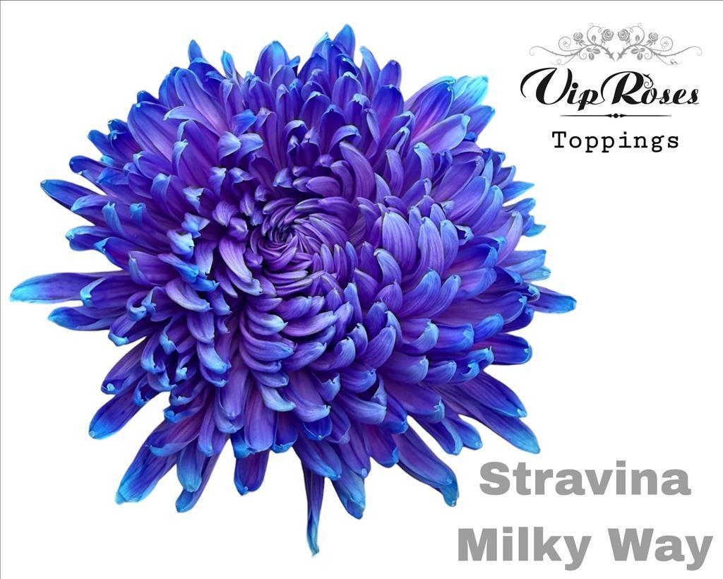 Срезанные цветы оптом Chrys bl paint stravina milky way от 20шт из Голландии с доставкой по России