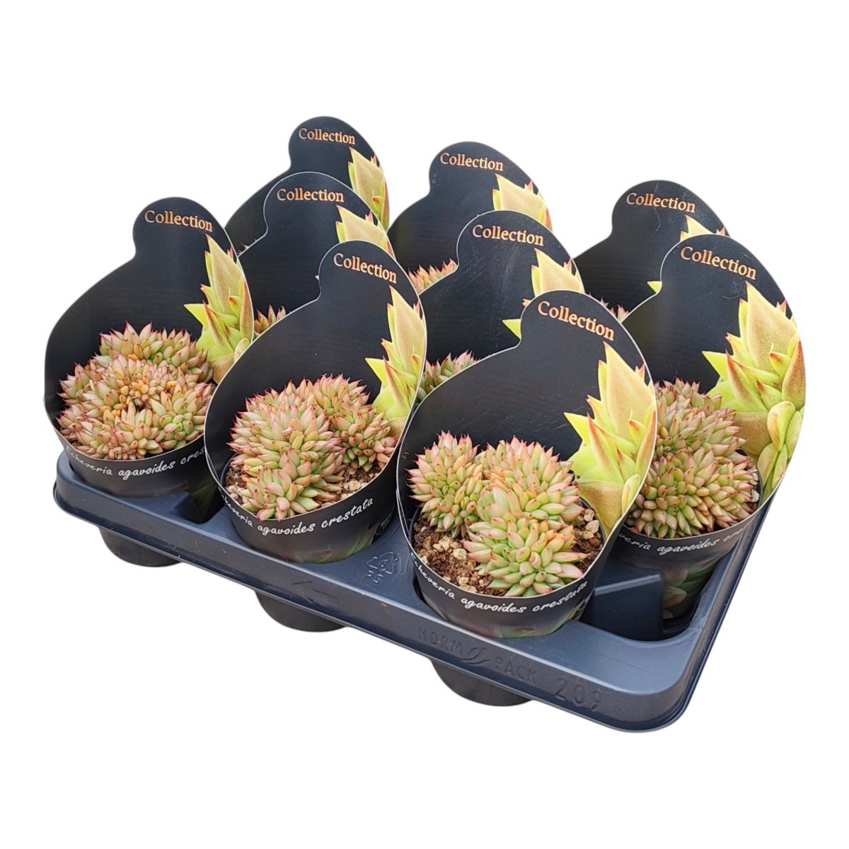 Горшечные цветы и растения оптом Echeveria Agavoides Cristata Potcover от 9шт из Голландии с доставкой по России