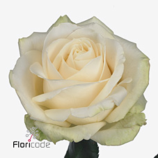 Срезанные цветы оптом Rosa large four seasons+ от 60шт из Голландии с доставкой по России