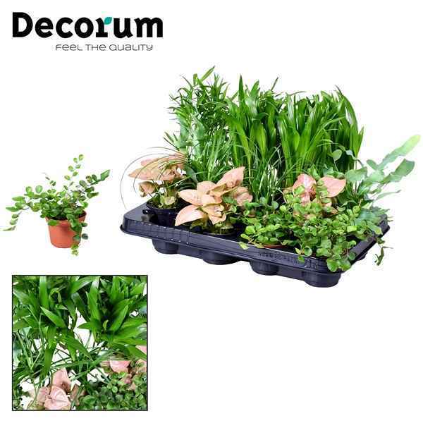 Горшечные цветы и растения оптом Plant Mix Keen On Green Mix (decorum) от 16шт из Голландии с доставкой по России