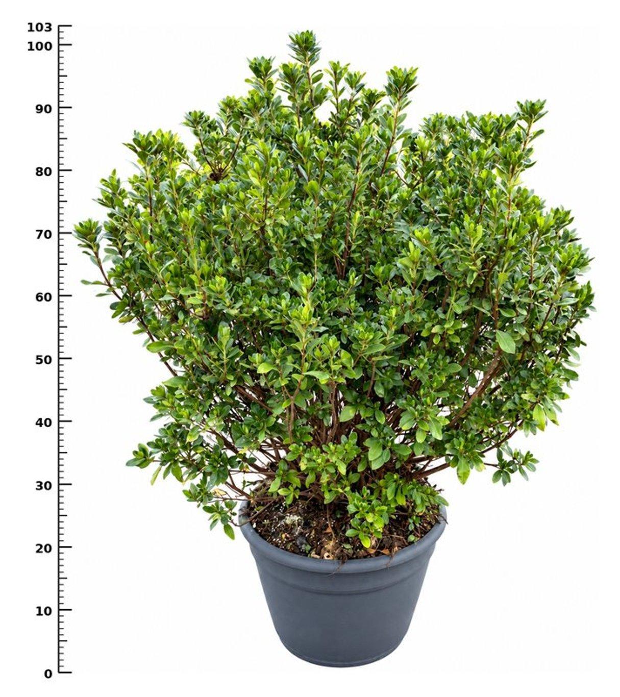 Горшечные цветы и растения оптом Rhododendron (aj) blaauws Pink от 1шт из Голландии с доставкой по России