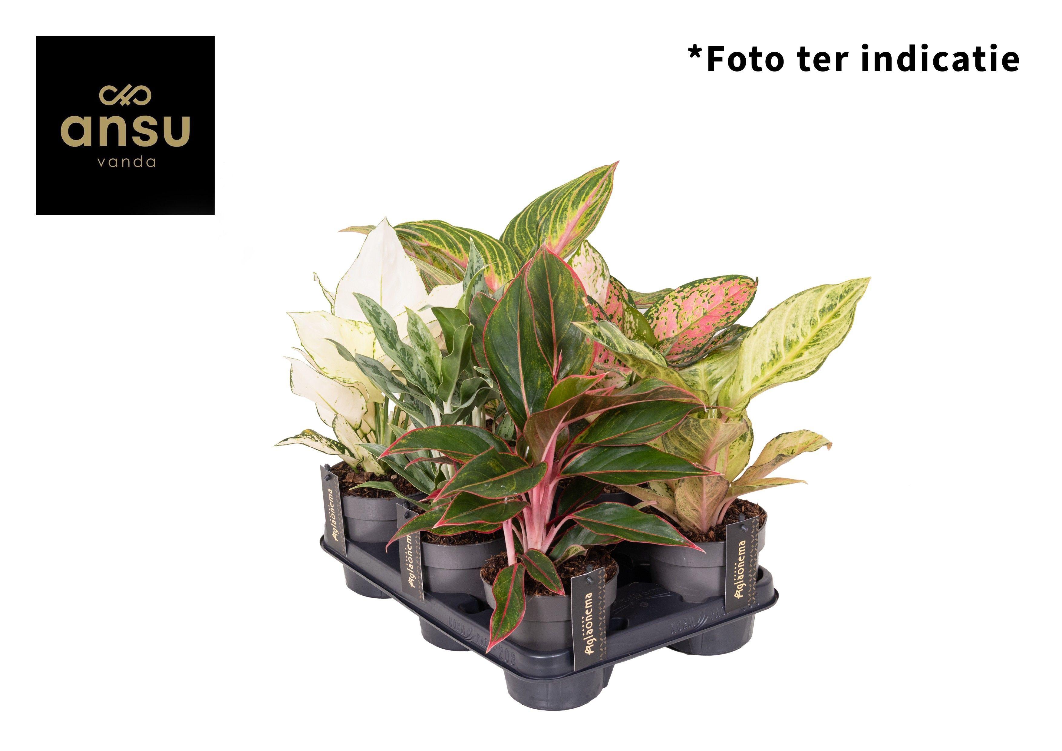 Горшечные цветы и растения оптом Aglaonema Mix от 6шт из Голландии с доставкой по России