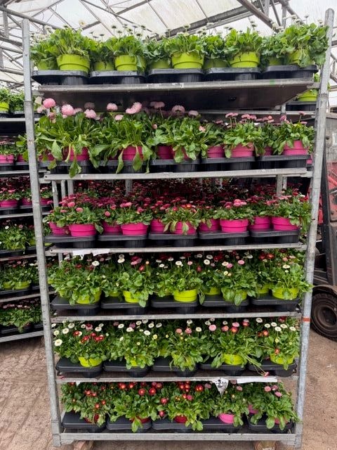 Горшечные цветы и растения оптом Bellis P Mixk от 6шт из Голландии с доставкой по России