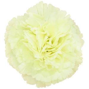 Срезанные цветы оптом Dianthus st halo от 80шт из Голландии с доставкой по России