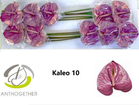 Срезанные цветы оптом Anthurium kaleo от 12шт. из Голландии с доставкой по России