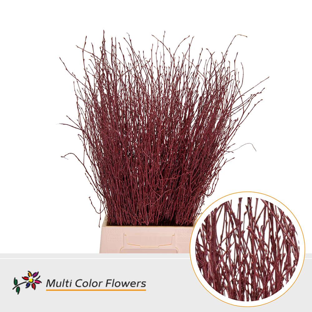 Срезанные цветы оптом Betula paint bordeaux от 100шт из Голландии с доставкой по России