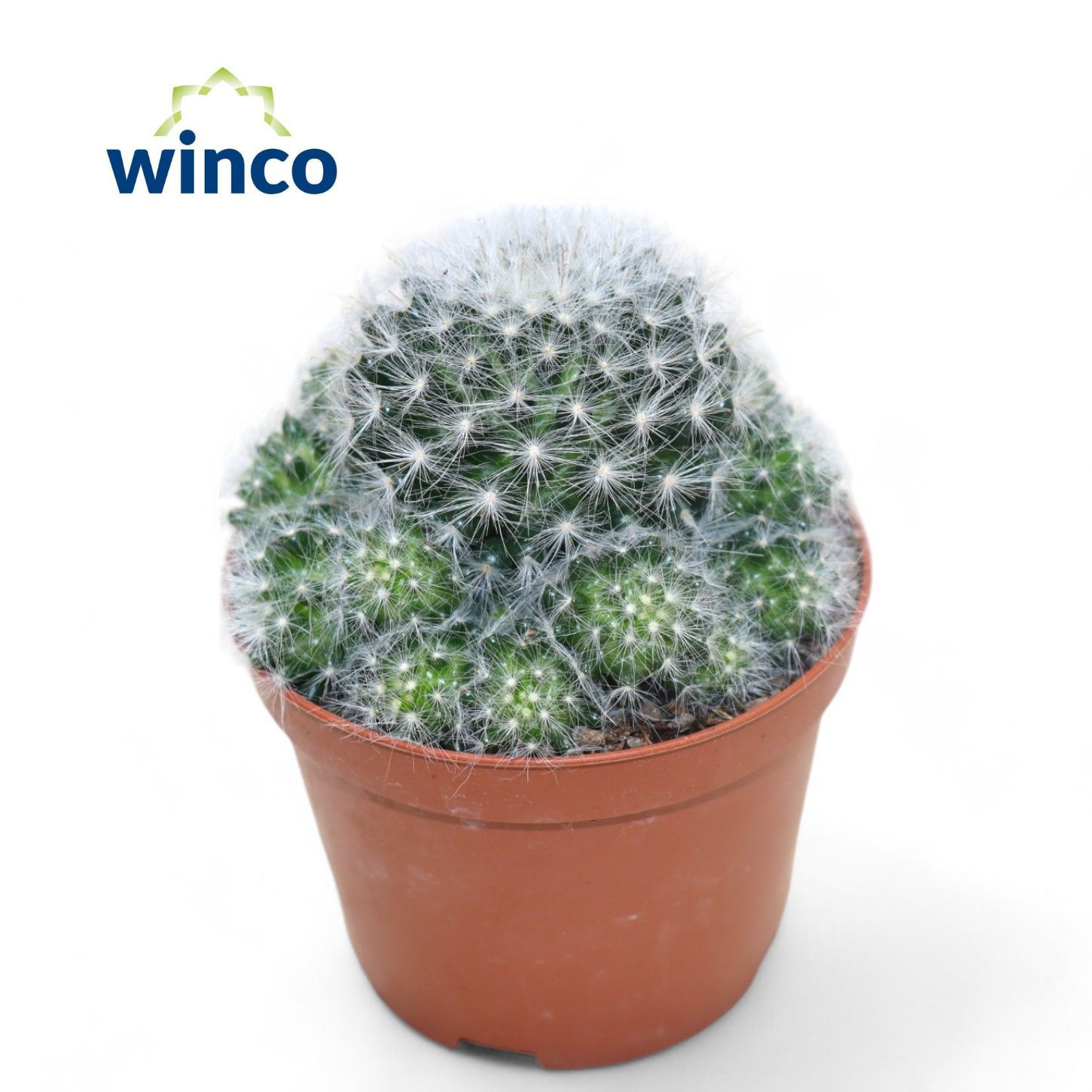 Горшечные цветы и растения оптом Mammillaria Candida от 10шт из Голландии с доставкой по России