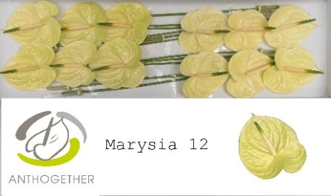 Срезанные цветы оптом Anthurium marysia от 12шт из Голландии с доставкой по России