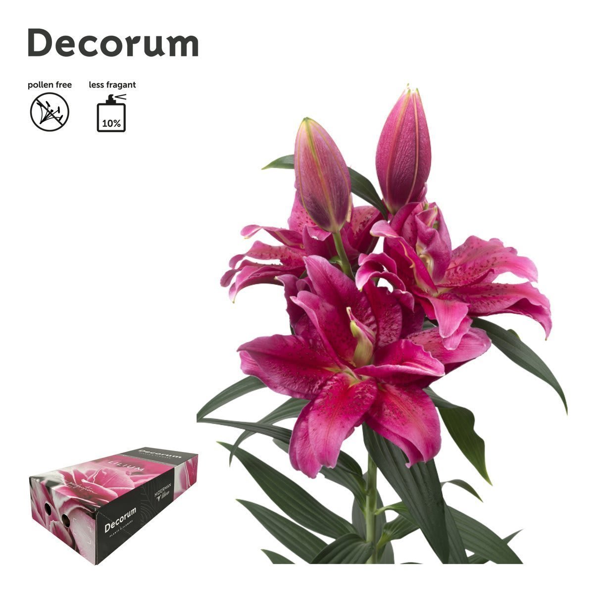 Срезанные цветы оптом Lilium or dbl roselily dalinda от 80шт из Голландии с доставкой по России