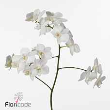 Срезанные цветы оптом Phalaenopsis venice (per flower) от 50шт из Голландии с доставкой по России