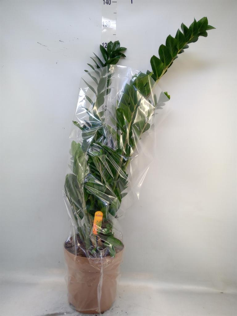 Горшечные цветы и растения оптом Zamioculcas Zamiifolia от 1шт из Голландии с доставкой по России