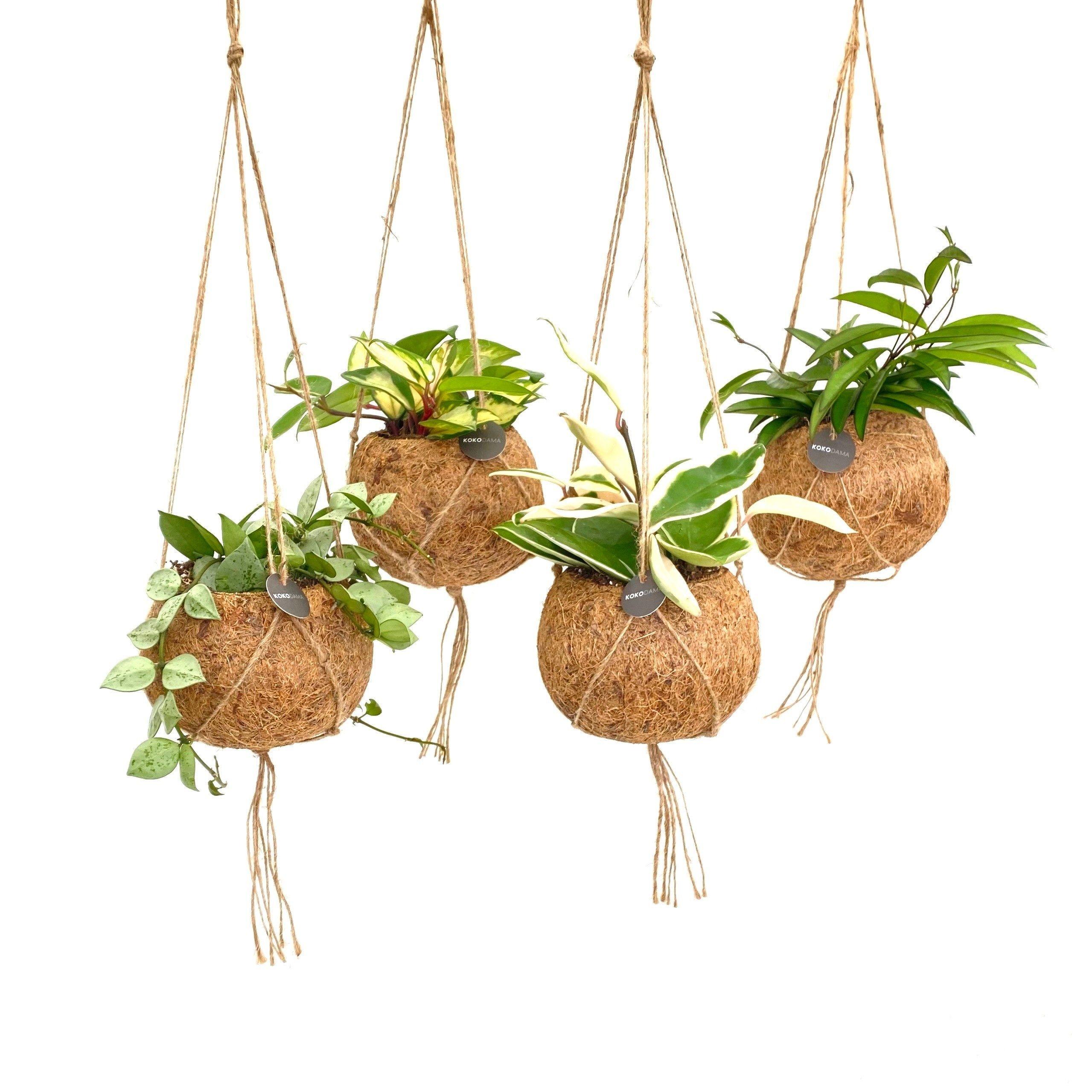 Горшечные цветы и растения оптом Hangplanten Ov от 8шт из Голландии с доставкой по России