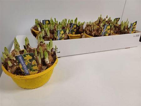 Горшечные цветы и растения оптом Narcis Tete A Tete Schaal Pot Vol от 7шт из Голландии с доставкой по России