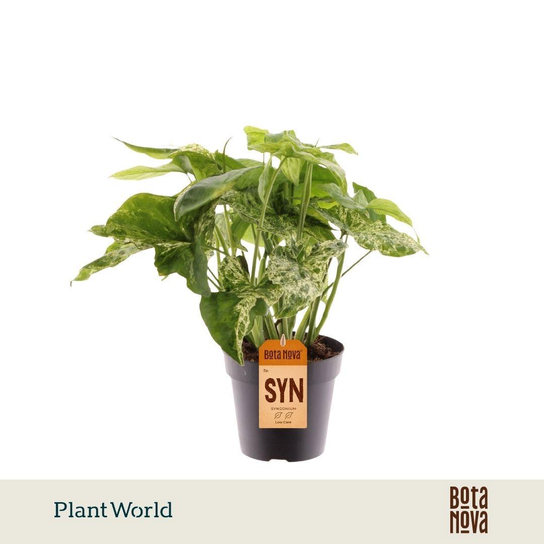 Горшечные цветы и растения оптом Syngonium Mottled от 10шт из Голландии с доставкой по России