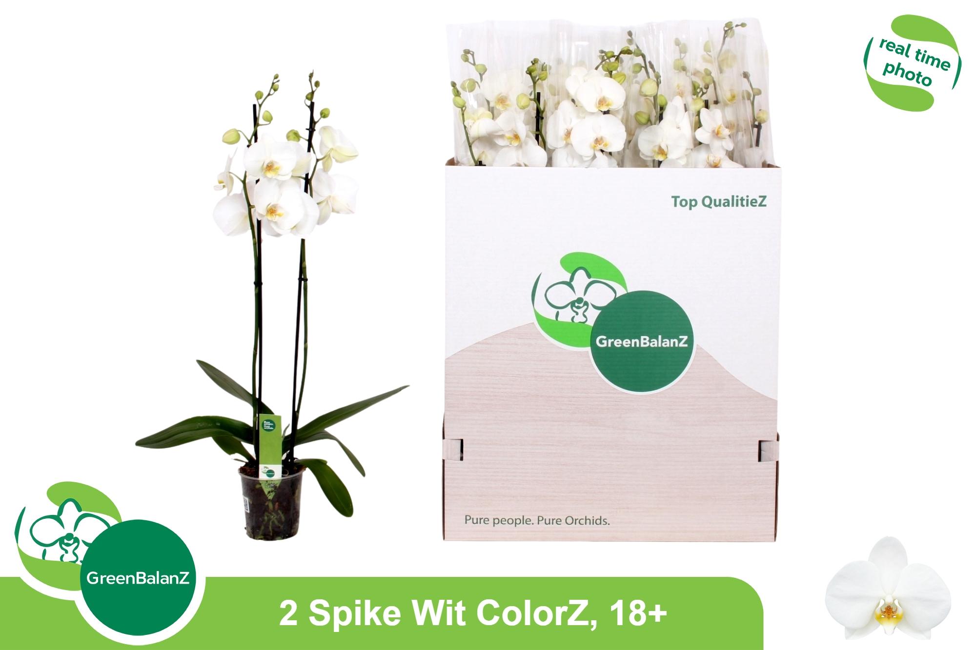 Горшечные цветы и растения оптом Phal Ov Wit от 12шт из Голландии с доставкой по России