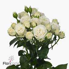 Срезанные цветы оптом Rosa sp belarus от 40шт из Голландии с доставкой по России