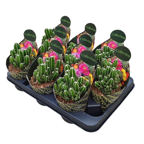 Горшечные цветы и растения оптом Cereus Repandus Inermis Potcover от 9шт из Голландии с доставкой по России