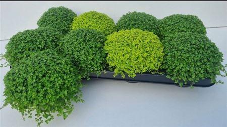 Горшечные цветы и растения оптом Solei Sol  Gem 2 Srt от 8шт из Голландии с доставкой по России