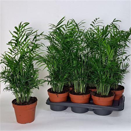 Горшечные цветы и растения оптом Chamaed Elegans 20pp Spring Deal 8 от 6шт из Голландии с доставкой по России