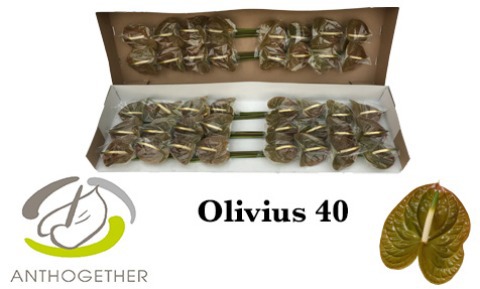 Срезанные цветы оптом Anthurium olivius от 40шт из Голландии с доставкой по России