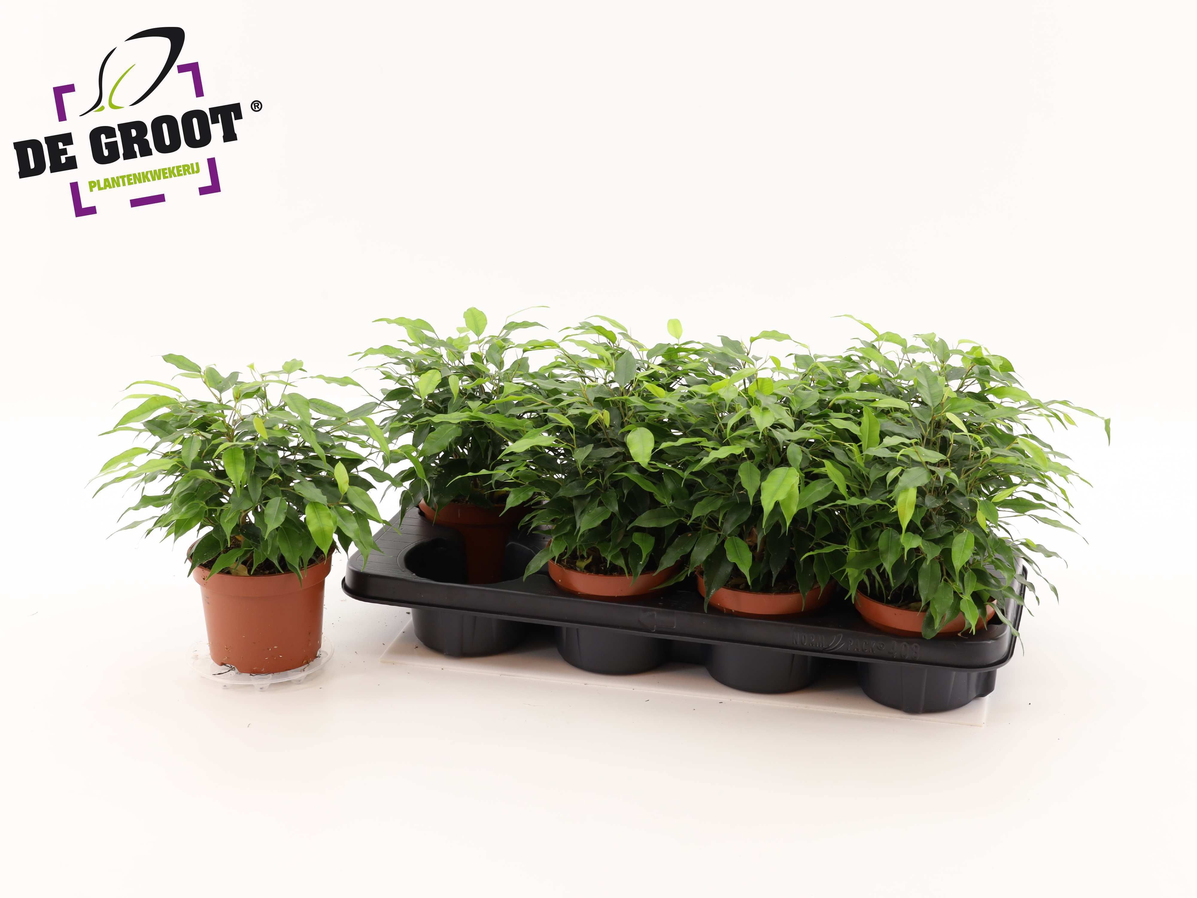 Горшечные цветы и растения оптом Fic Be Green Kinky от 8шт из Голландии с доставкой по России