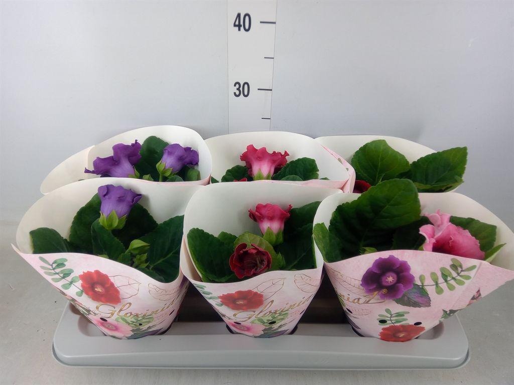 Горшечные цветы и растения оптом Sinningia   ...mix от 6шт (для телеги) из Голландии с доставкой по России