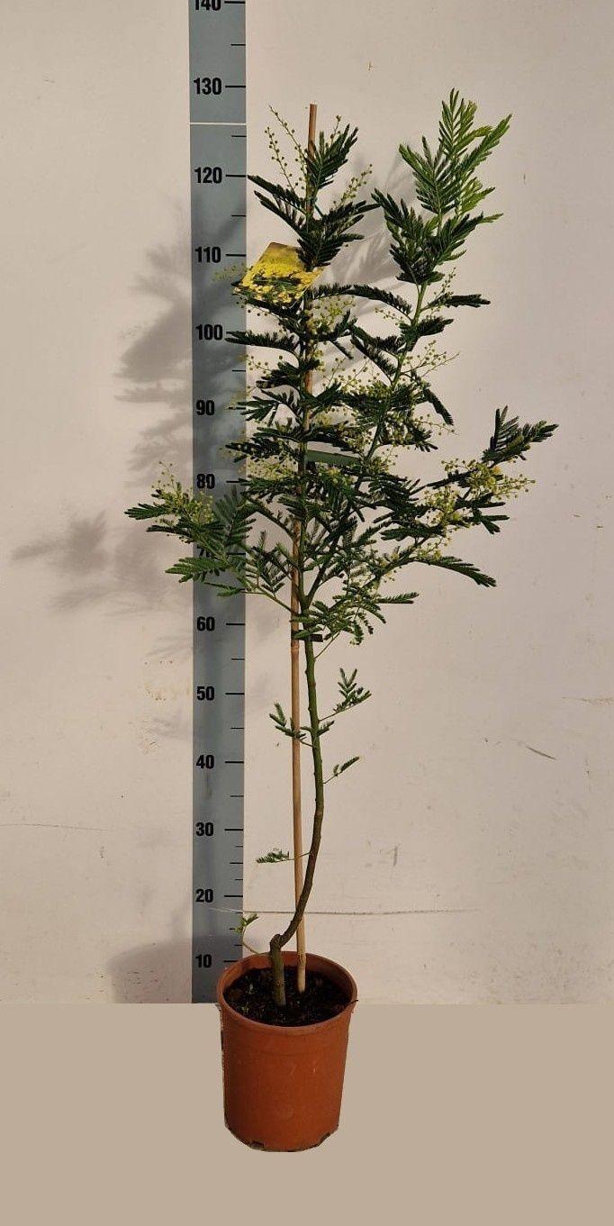 Горшечные цветы и растения оптом Acacia Paradoxa от 1шт из Голландии с доставкой по России