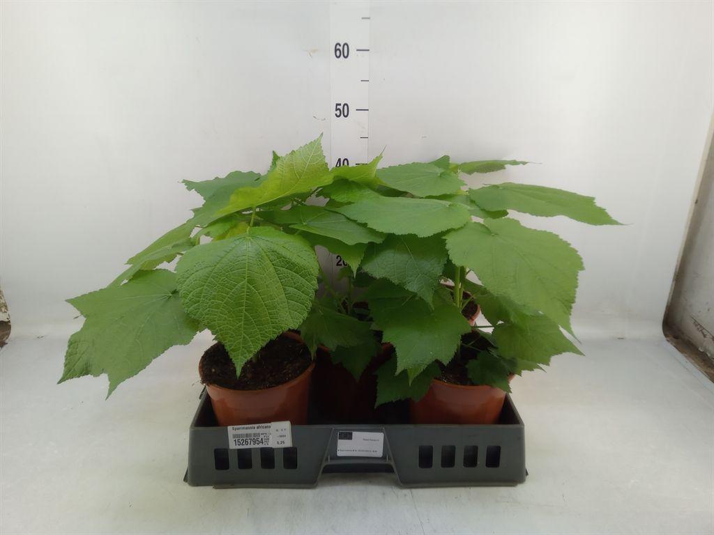 Горшечные цветы и растения оптом Sparrmannia Africana от 5шт из Голландии с доставкой по России