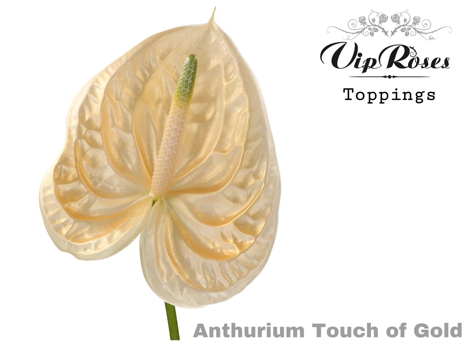 Срезанные цветы оптом Anthurium paint touch of gold от 12шт из Голландии с доставкой по России