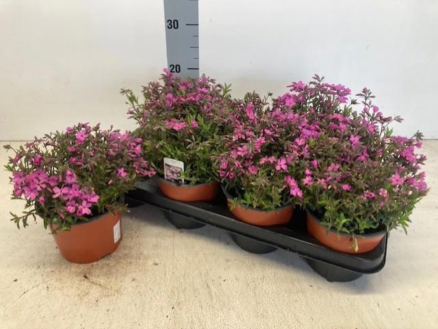 Горшечные цветы и растения оптом Phlox Ov от 7шт из Голландии с доставкой по России