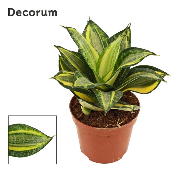 Горшечные цветы и растения оптом Sansevieria Hahnii Jade Multicolor (decorum) от 18шт (для телеги) из Голландии с доставкой по России