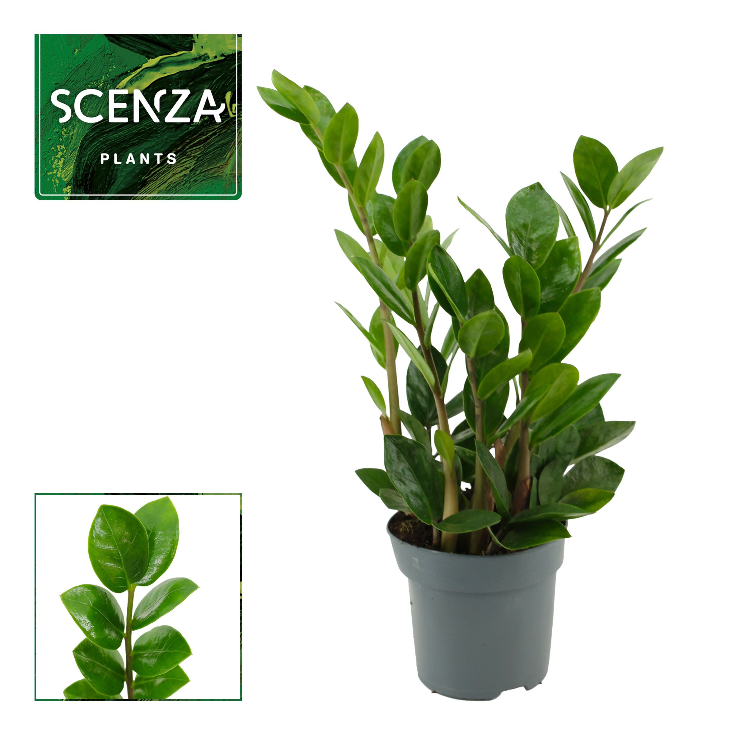Горшечные цветы и растения оптом Zamioculcas Lima 3+ Scenza от 11шт из Голландии с доставкой по России