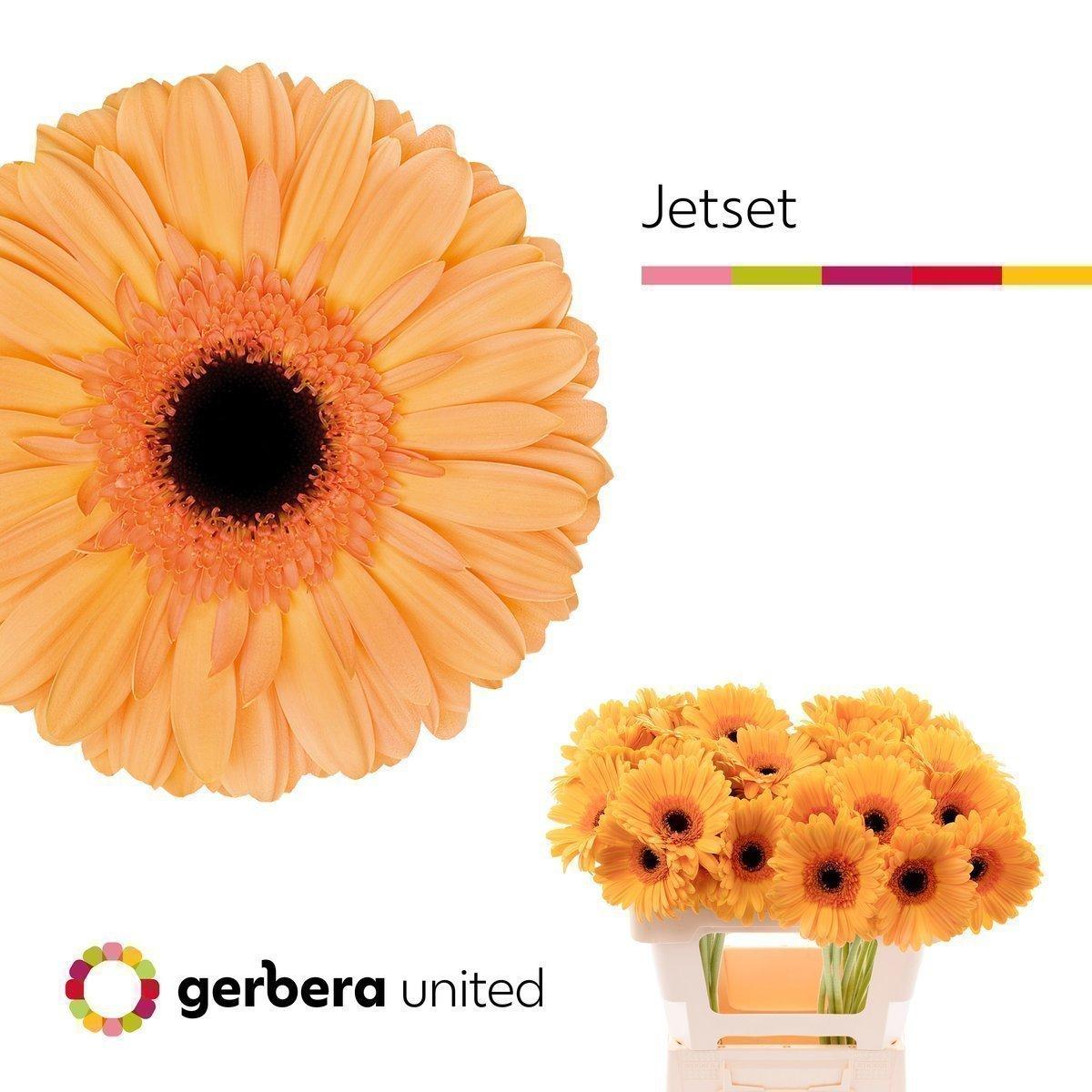 Срезанные цветы оптом Gerbera jetset от 40шт из Голландии с доставкой по России