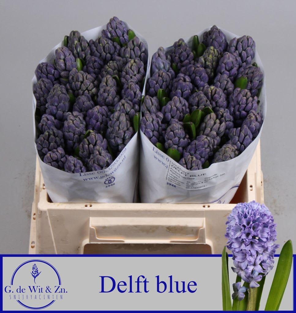Срезанные цветы оптом Hyacinthus delft blue от 50шт из Голландии с доставкой по России