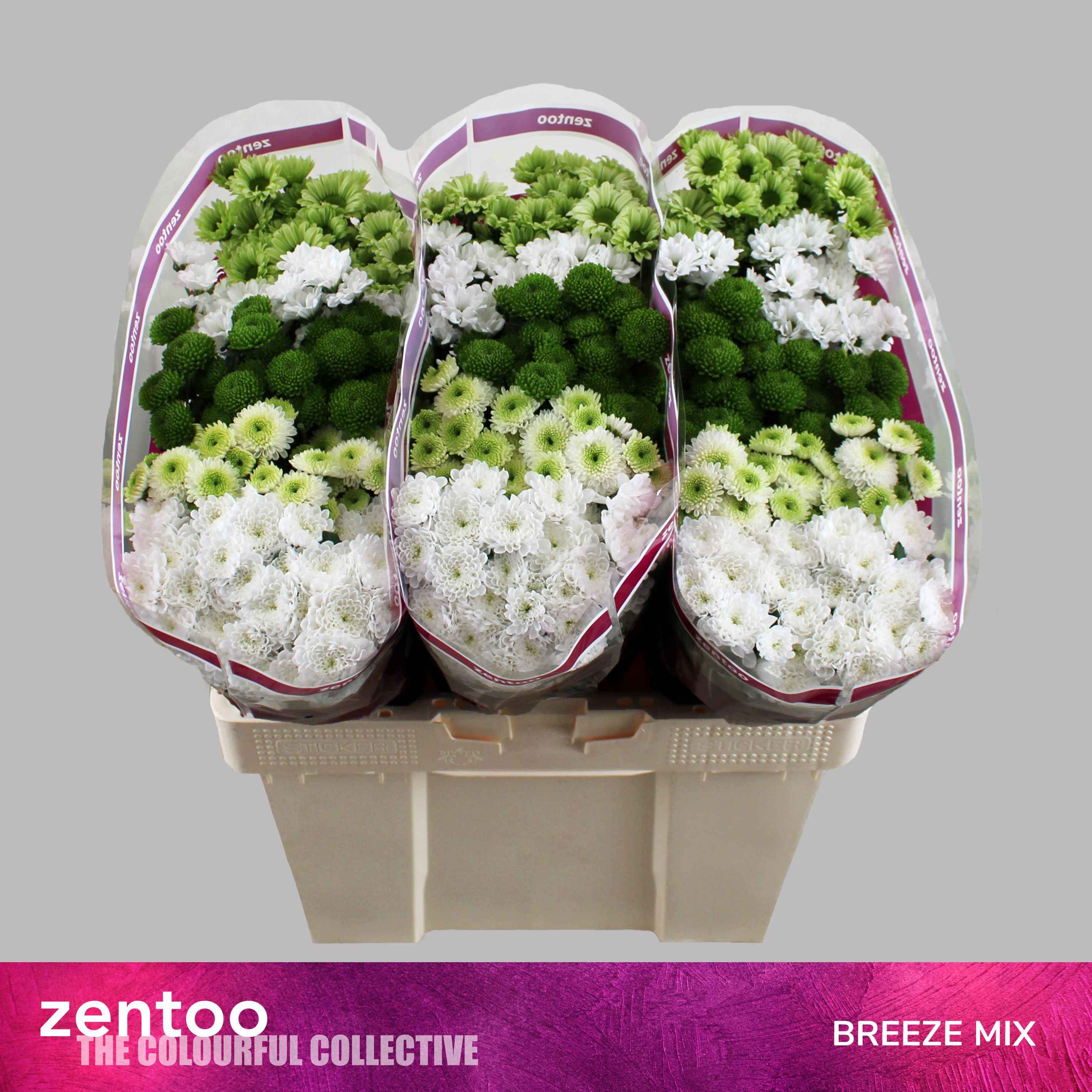 Срезанные цветы оптом Chrys sa mix breeze от 225шт.. из Голландии с доставкой по России