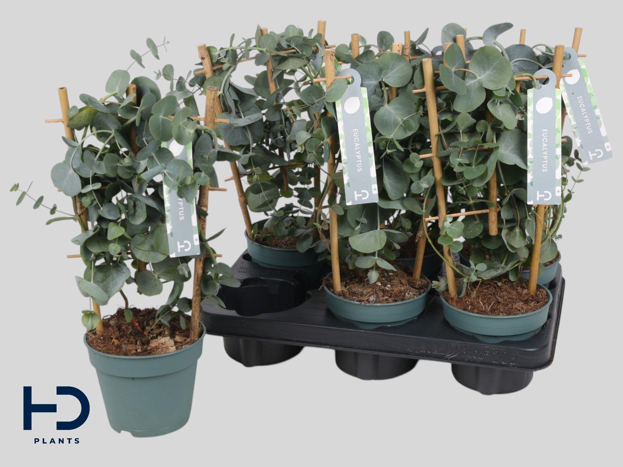 Горшечные цветы и растения оптом Eucal Cinerea от 6шт из Голландии с доставкой по России