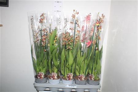 Горшечные цветы и растения оптом Cambria Grp Gem 1 Branche * Spring Deal * от 10шт из Голландии с доставкой по России