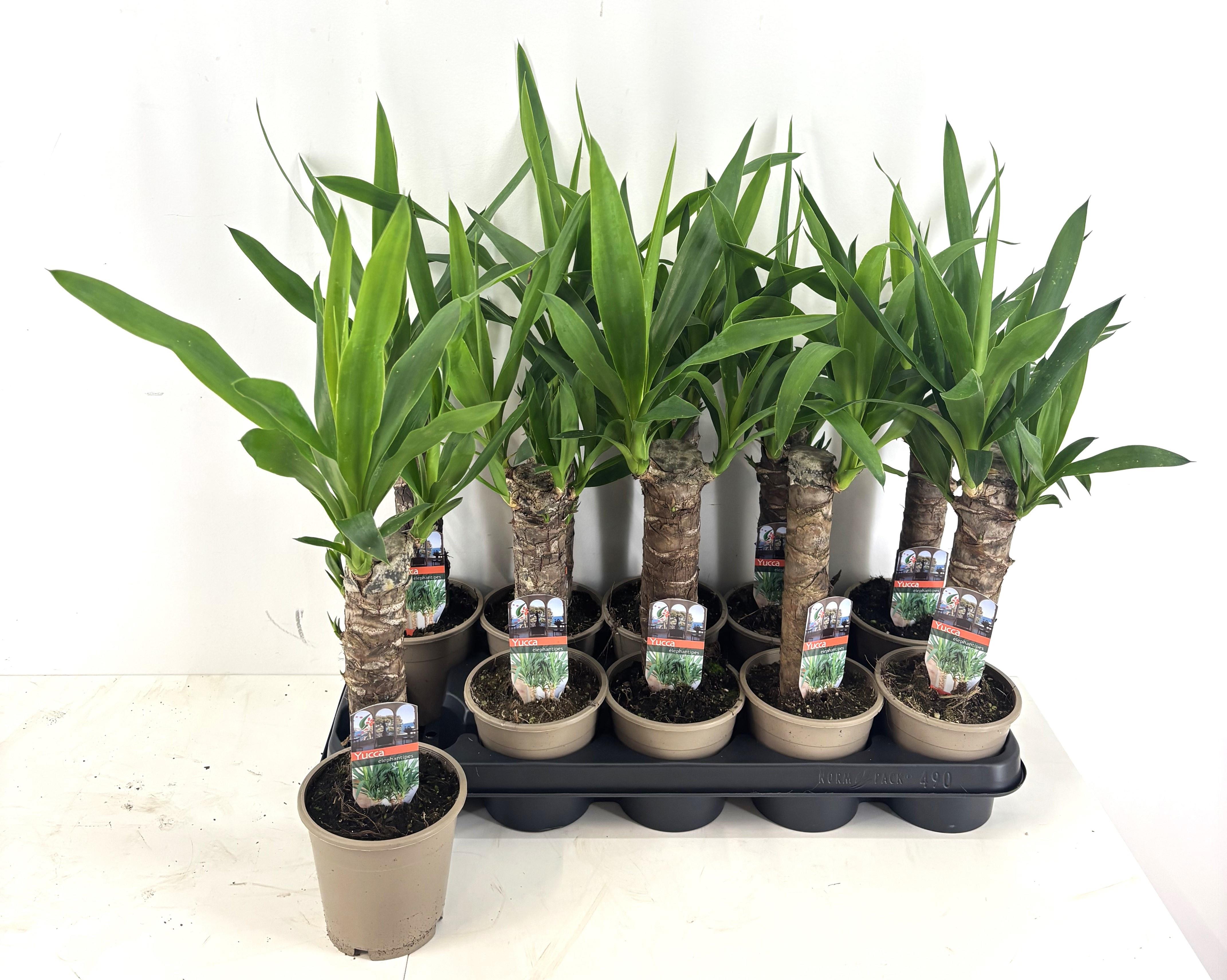 Горшечные цветы и растения оптом Yucca от 10шт из Голландии с доставкой по России