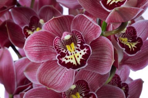 Срезанные цветы оптом Cymbidium pink big berry от 6шт из Голландии с доставкой по России