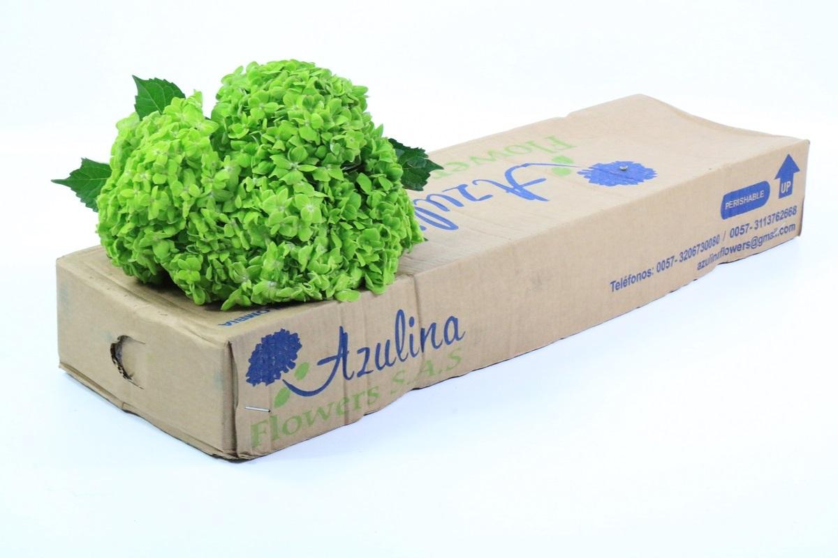 Срезанные цветы оптом Hydrangea dark green от 30шт из Голландии с доставкой по России Срезанные цветы оптом Hydrangea dark green от 30шт из Голландии с доставкой по России