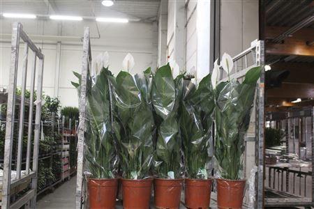 Горшечные цветы и растения оптом Spath Sweet Silvana 2+ P24 от 1шт из Голландии с доставкой по России