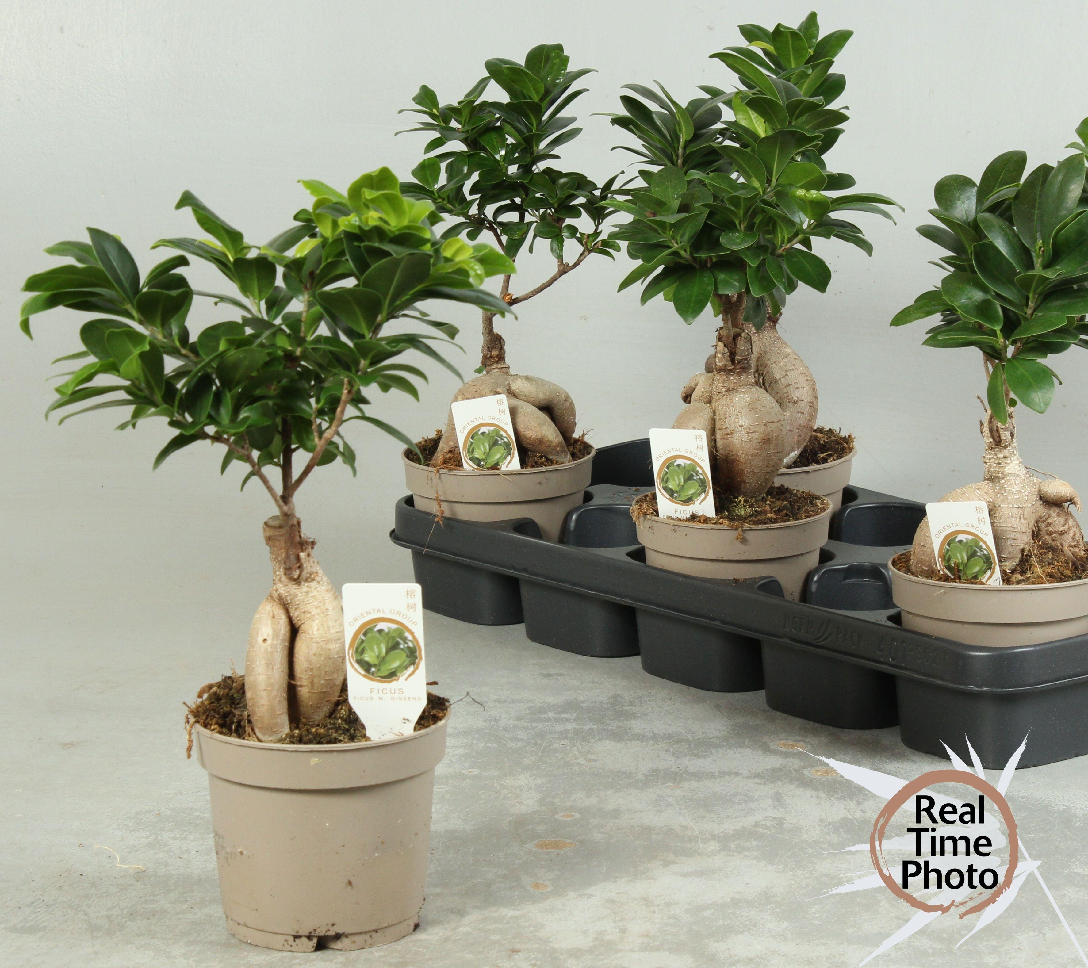 Горшечные цветы и растения оптом Fic Mi Ginseng от 5шт из Голландии с доставкой по России