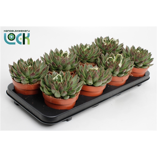 Горшечные цветы и растения оптом Echeveria Lipstick от 8шт из Голландии с доставкой по России