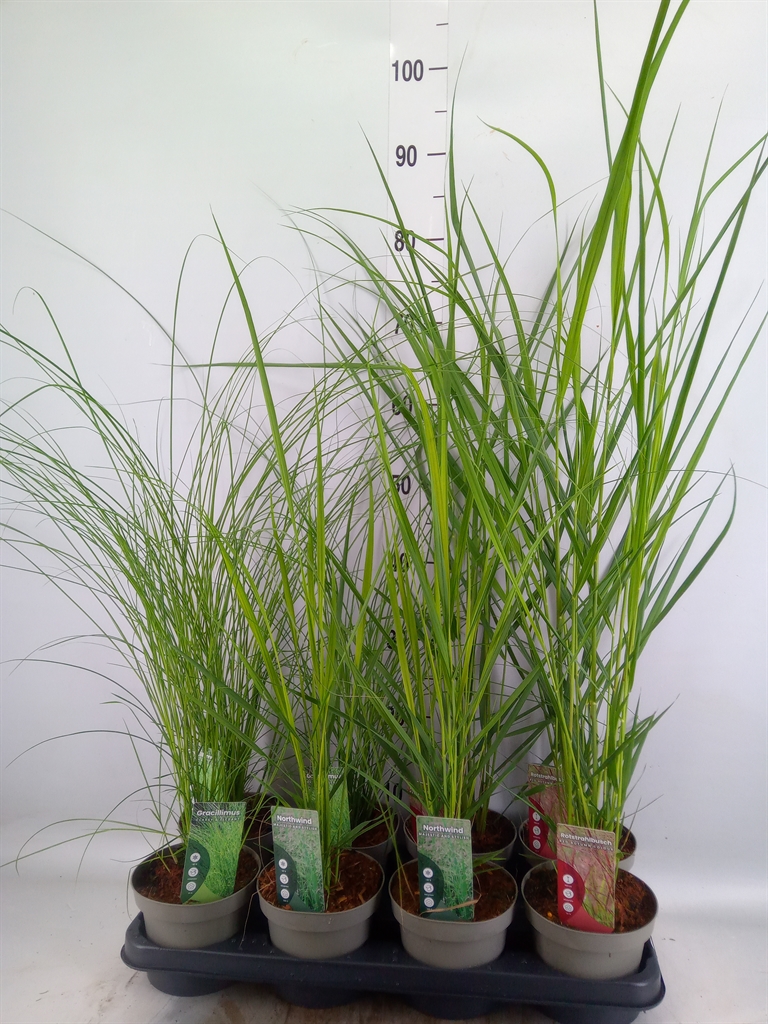 Горшечные цветы и растения оптом Miscanthus Sin. от 8шт из Голландии с доставкой по России