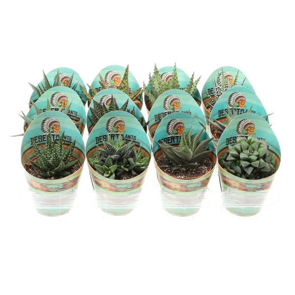 Горшечные цветы и растения оптом Aloe Mix Potcover Desert Plants от 12шт (для телеги) из Голландии с доставкой по России
