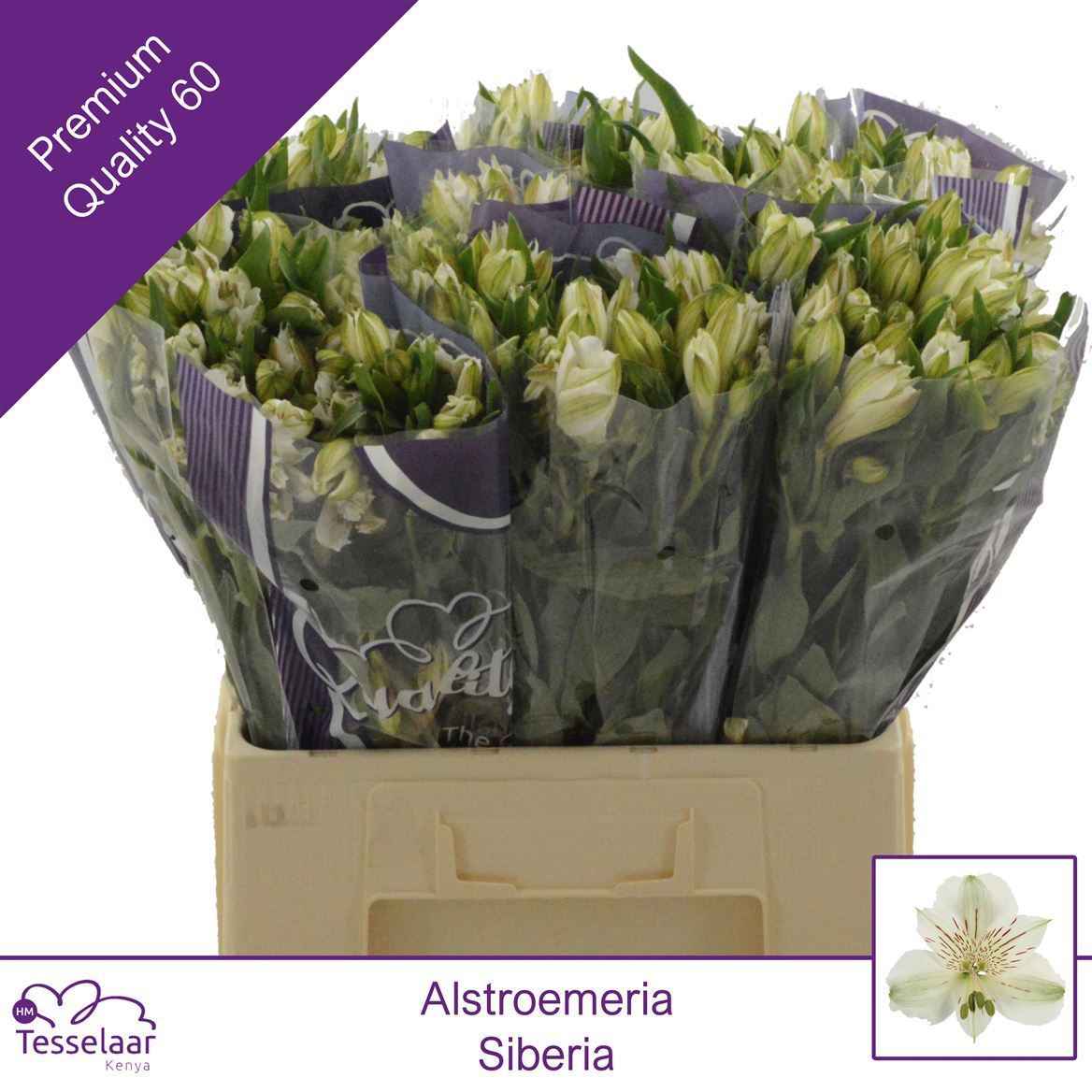 Срезанные цветы оптом Alstroemeria siberia от 80шт из Голландии с доставкой по России