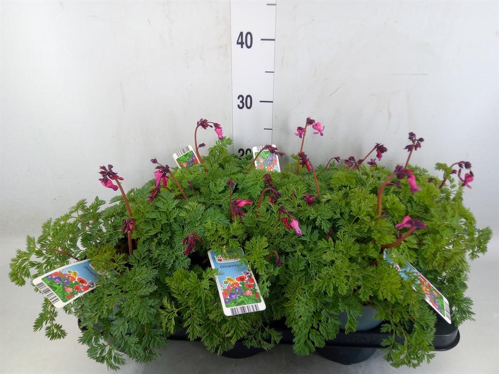 Горшечные цветы и растения оптом Dicentra   ... от 6шт из Голландии с доставкой по России