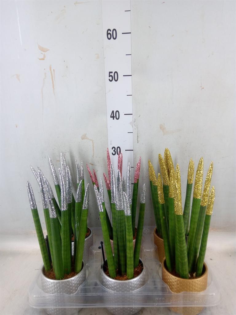 Горшечные цветы и растения оптом Sansevieria Cyl.  ... от 6шт (для телеги) из Голландии с доставкой по России