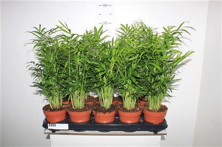 Горшечные цветы и растения оптом Chamaed Elegans 15pp от 10шт из Голландии с доставкой по России