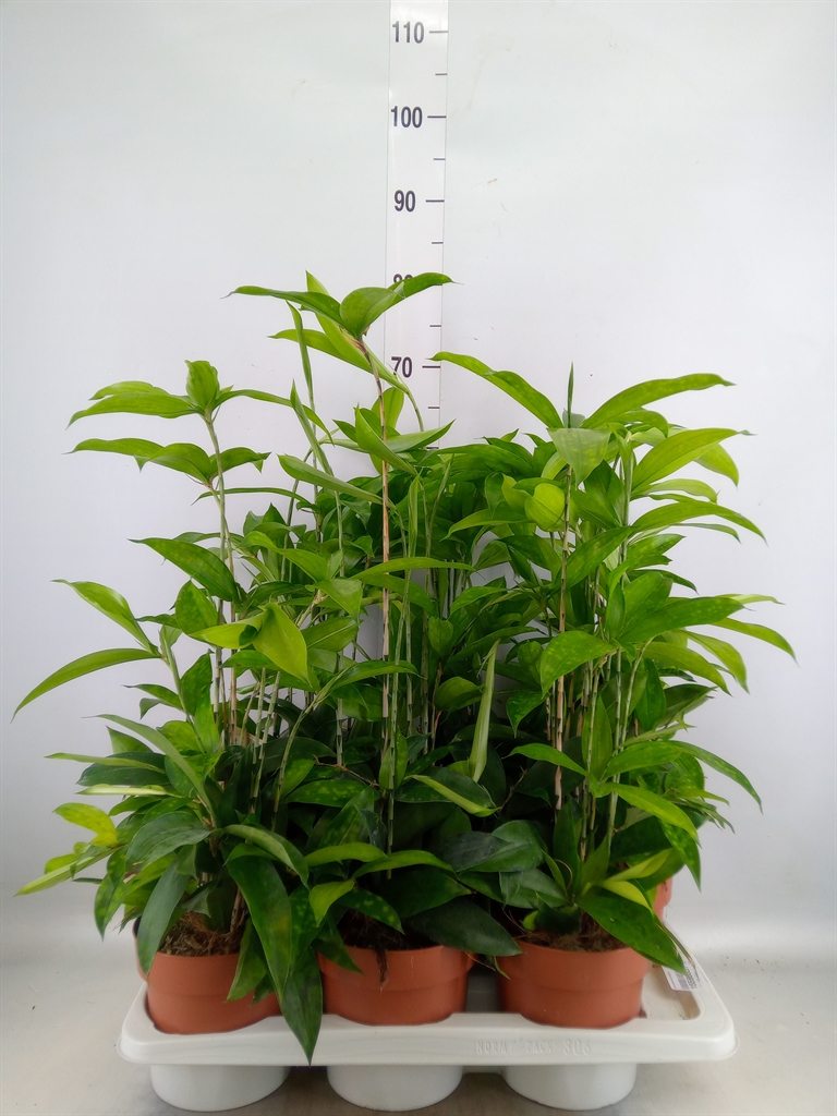 Горшечные цветы и растения оптом Dracaena Surculosa от 6шт из Голландии с доставкой по России